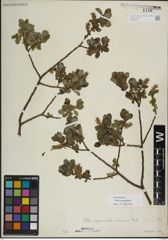 Foto von Salix myrsinifolia Salisb.